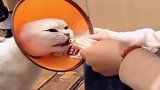 猫咪的智商让人怀疑，难道这就是所谓的自投罗网，结局太逗了！