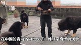 近千只藏獒流落收容所，当地人的解答让人气到冒烟