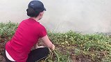小妹撒网打鱼，一拉网，网内忽然沸腾起来，结果脸盆都快装不下了