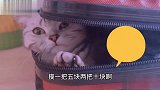 主人回家，猫咪各种挑衅，太好笑了！