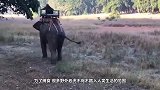 野生老虎的恐怖实力，潜伏50米冲刺飞扑大象，象背上的人吓坏了
