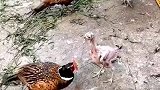 光脚的不怕穿鞋的，就算一毛不剩也要精神抖擞