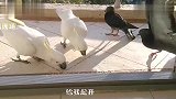 货车拉了一栋房子上街行驶，这是真的搬家