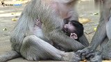 坏猴子试图从母猴手里抢走小猴，母猴极力反抗保护小猴