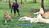 老虎贪玩跳上车顶，司机油门一踩老虎慌了，老虎：我要怎么下去
