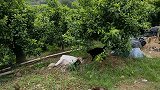 野外放养的猫难养熟：想靠近它们很难，主人也不例外
