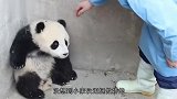 水管突然打到熊猫，熊猫不服气和它死磕到底：我是国宝，我怕谁