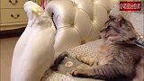 鹦鹉总是去招惹猫咪，猫一忍再忍转变到忍无可忍，转头就走！