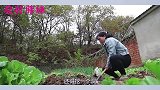 胖妹把啥放聚宝盆，等来年慢慢品尝，给大洋做份扇贝炒仔姜，解馋
