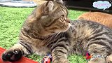 猫咪一直盯着小赛车，把小赛车都吓得不敢动了