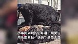母牛被宰杀后皮被放一旁，小牛闻到妈妈味道后下跪哀鸣，用头紧贴“妈妈”引泪目！
