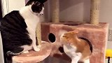 花猫：打架你不行，挨揍倒是可以的！橘猫：我不跟你玩儿了！