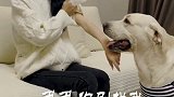 狗狗都知道把最好的给你，你怎么还不好好爱自己呢？脱毛仪