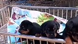 忠犬守护小主人，真不愧是顶级的防暴犬