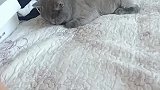 猫主人这脚几天没洗了，真臭呀！