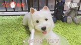 只知道铲屎，本汪的牙你刷了么？