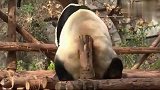 一只敬业的大熊猫，本以为爬上来挠痒，最后送了个惊喜