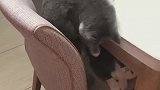 猫：我在椅子上睡觉呢，你跑来干啥！