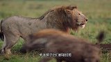 非洲霸主“鬣狗”，为什么只怕非洲人？1分钟视频，揭开真相！