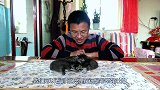 小奶猫成长记第21天：小可爱会走路啦！