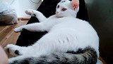 铲屎官刚躺下，一只毛绒玩具就躺了上来，赖皮猫咪