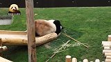 顽皮的熊猫妈妈躺着从滑梯上下来，直接把熊孩子撞出去：好玩不？