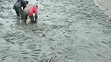 村里的河沟鱼泛滥成灾了，免费送还没多少人来抓！