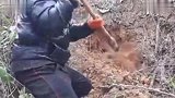 男子在土堆上发现洞口挖开后他满载而归
