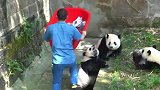 熊猫：多爬爬，身上就不痒了