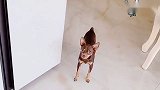 女主人骗鹿犬手出血了，结果被狗狗识破还生气了，真逗