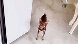 女主人骗鹿犬手出血了，结果被狗狗识破还生气了，真逗