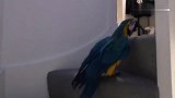 鹦鹉为什么要这么辛苦的爬楼梯回房间睡觉，忘记自己会飞了吗
