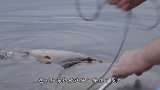 海龟的鼻孔被吸管卡住，只能生生拨出，谁能想象它有多疼