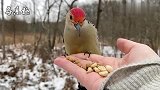 小鸟与人类的和谐相处，伸伸小手，小鸟就飞到手上觅食