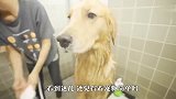 给宠物洗澡有多难？铲屎官斗智斗勇，场面笑爆了