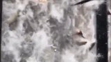 暑假带孩子来太平湖玩鱼吧