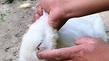 这啥虫子专咬兔子眼皮