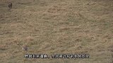 野狼溜进牧场偷袭牲畜，被守护的藏獒发现，下一秒藏獒大战野狼群