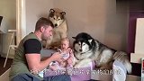 柴犬把主人给咬伤了，看到狗子接下来的反应，差点笑岔气