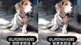 杨丞琳晒狗狗照片cue老公：狗界李荣浩