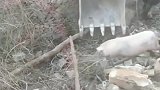这个猪做梦都不会想到，有一天它要坐挖掘机！