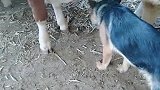 狗子：吃完了没，吃完了我也蹭一口！