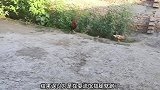 公鸡和母鸡走到一块时，被鸟发现后，就会拆散它们
