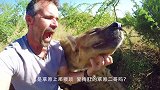 当一只“大猫”含住你的手指撒娇时，你感动不？不敢动