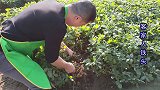客家咸干花生传统做法，五香味好吃有嚼劲，一次煮一大锅吃不停嘴