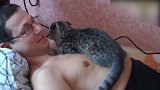 小猫趴在主人身上，和主人亲密互动，真是可爱！