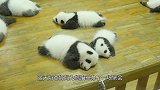 奶爸贴心把熊猫宝宝们排成一排，网友们看到后，瞬间就不淡定了