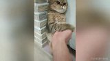 铲屎官胆敢挑战猫主子的权威 这套拳法你吃得消吗？