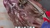 深海鱼患上白内障，鱼摊老板拿剪刀一撬傻眼了