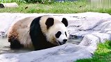 大熊猫雪宝芊金：媳妇终于泡完澡了，赶紧跑过去腻歪腻歪
